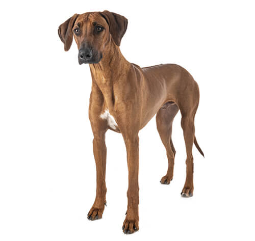 Best dog food for rhodesian outlet ridgeback